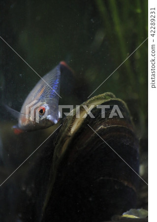 Tyrik Ballatanago male responsive to bivalves 42289231