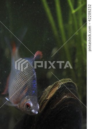 Tyrik Ballatanago male responsive to bivalves 42289232