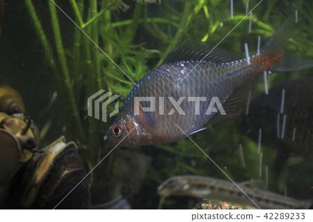 Tyrik Ballatanago male responsive to bivalves Tyrik Ballatanago male responsive to bivalves 42289233