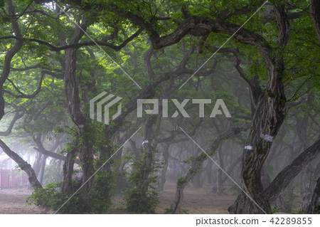 She Tree，Youngheungdo，Incheon 42289855