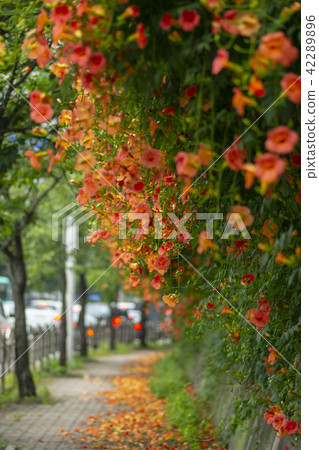 京畿道城南市Jang Soo-hwa 42289896