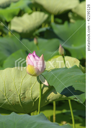 Lotus, gorgeous land, Siheung, Gyeonggi-do 42290126