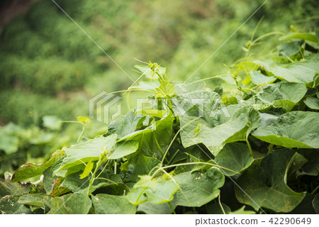 sechium edule sechium edule 42290649