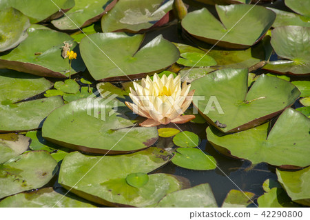 Water Lily, Gangjiji, Siheung, Gyeonggi-do Water Lily, Gangjiji, Siheung, Gyeonggi-do 42290800