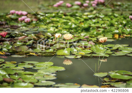 Water Lily, Gangjiji, Siheung, Gyeonggi-do 42290806