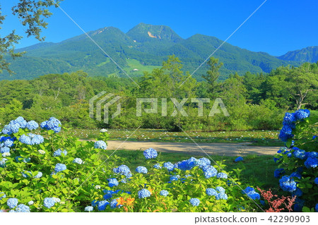 繡球花和妙高山 繡球花和妙高山 42290903