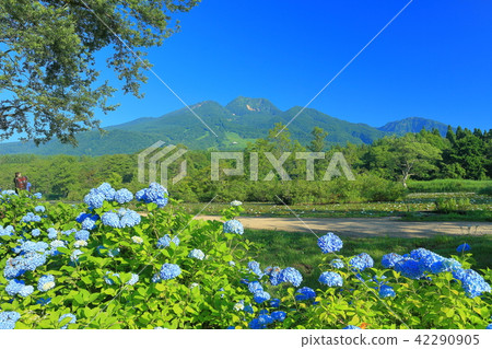 繡球花和妙高山 繡球花和妙高山 42290905