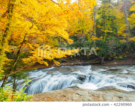 Falls of autumn leaves Falls of autumn leaves 42290960
