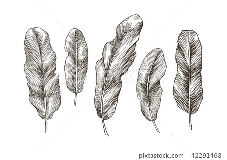 Hand drawn banana leaves of tropical plants. Vintage floral set isolated on white background. High Hand drawn banana leaves of tropical plants. Vintage floral set isolated on white background. High 42291468