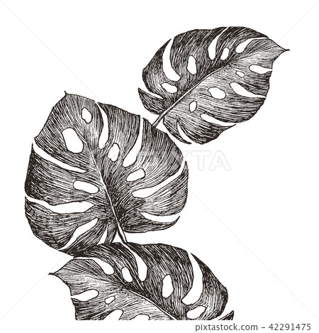 Hand drawn branches and leaves of tropical plants monstera. Black floral illustration isolated on Hand drawn branches and leaves of tropical plants monstera. Black floral illustration isolated on 42291475