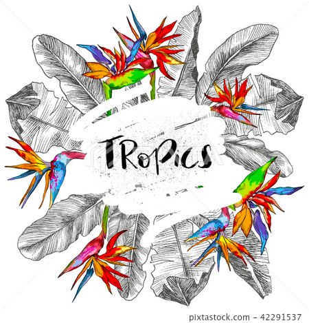 Tropical palm leaves. Jungle round illustration with bird of paradise flower, banana leaves. Design Tropical palm leaves. Jungle round illustration with bird of paradise flower, banana leaves. Design 42291537
