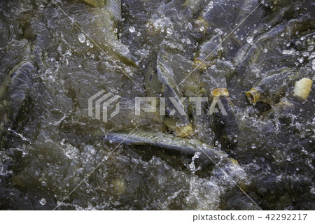 Many fish eating 42292217