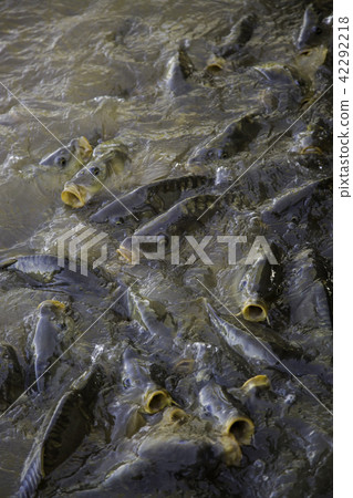 Many fish eating 42292218