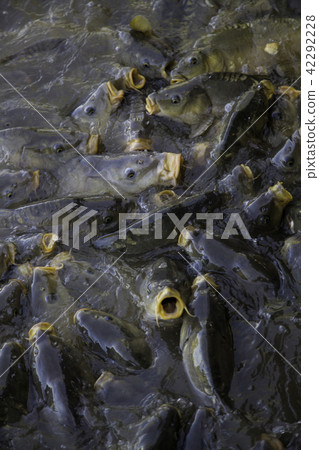 Many fish eating Many fish eating 42292228
