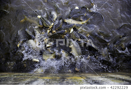 Many fish eating Many fish eating 42292229