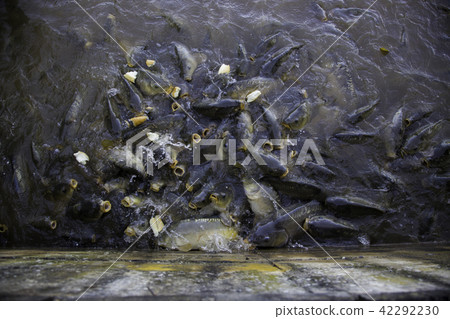 Many fish eating Many fish eating 42292230