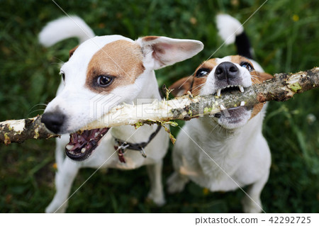 Jack russells fight over stick Jack russells fight over stick 42292725