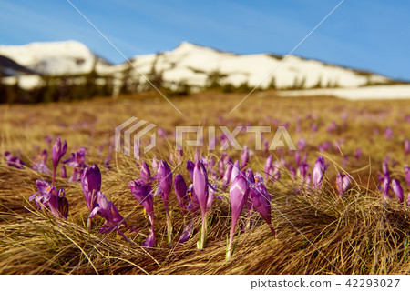Landscape with crocuses 42293027