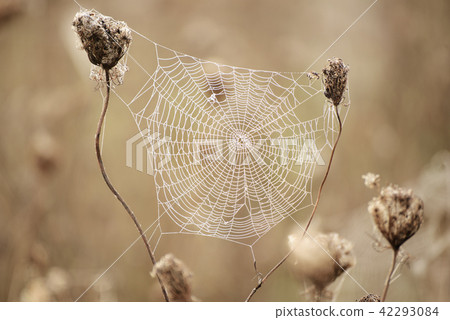 Autumn dry plant Autumn dry plant 42293084