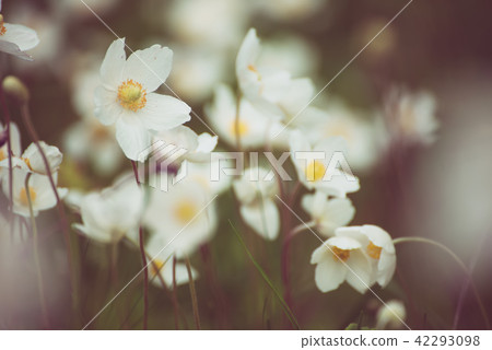 White anemona flowers 42293098