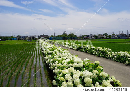 June Kuso 25 Promenade of hydrangea and Kishi castle 42293156