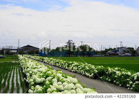 June Kaso 29 Promenade of hydrangea and Kinishi castle June Kaso 29 Promenade of hydrangea and Kinishi castle 42293160