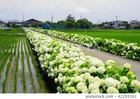 六月Kaso 30長的繡球花和Kinishi城堡 42293161