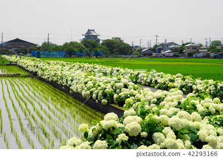 June Kaso 35 Promenade of hydrangea and Kinsai castle 42293166