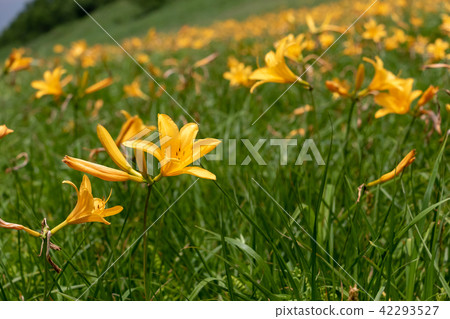 羚羊的羚羊 42293527