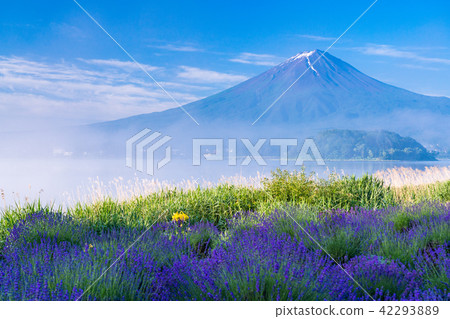 [山梨縣]富士山薰衣草花田 42293889