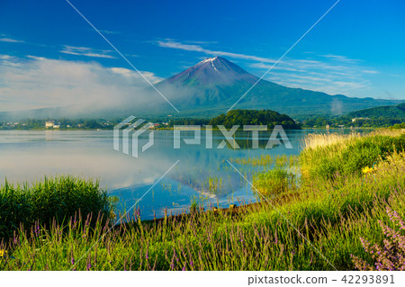 [山梨縣]富士山薰衣草花田 42293891
