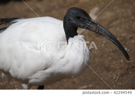 African Krotoki African Krotoki 42294549