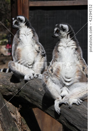 Wolverine lemur 42294552