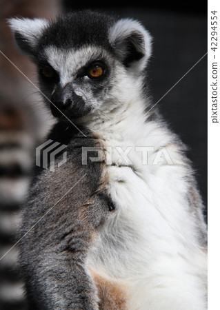 金剛狼狐猴 42294554