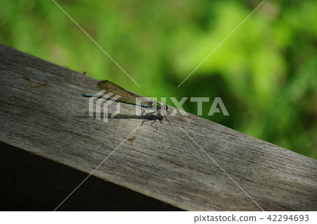 "Midsummer waterside dragonfly" 42294693