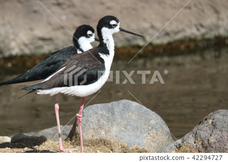 Chloé Rei Seita Kashigi 42294727