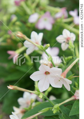 Hill Zakikitsuki Enoterror Gardening Flower 42294748