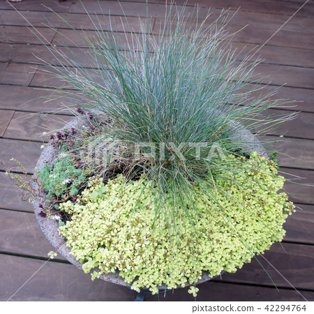 Fetuka · Glauca Gardening Flower Fetuka · Glauca Gardening Flower 42294764