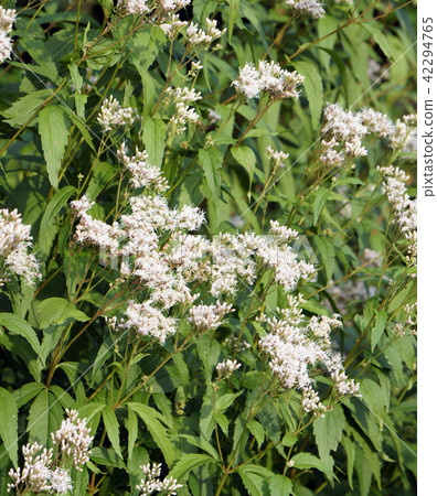 Fuji Bakama Gardening Flower Fuji Bakama Gardening Flower 42294765