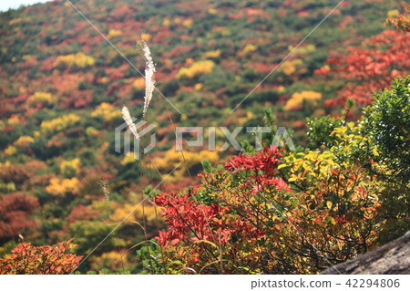 Autumn leaves of Adachi-tama Autumn leaves of Adachi-tama 42294806