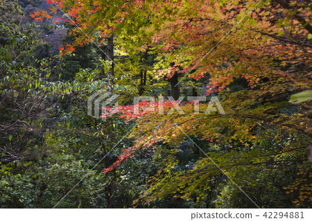 島根縣Takuji峽谷的秋葉 島根縣Takuji峽谷的秋葉 42294881