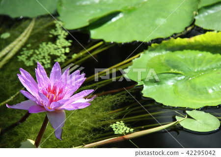 Water lily Water lily 42295042