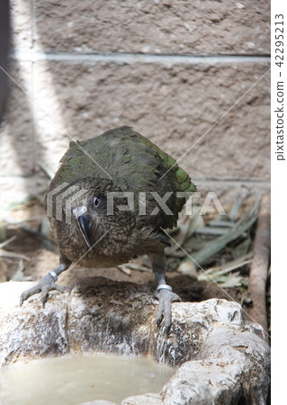 Miyama Parrot 42295213