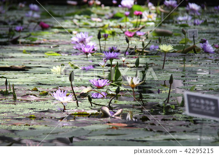 睡蓮 42295215