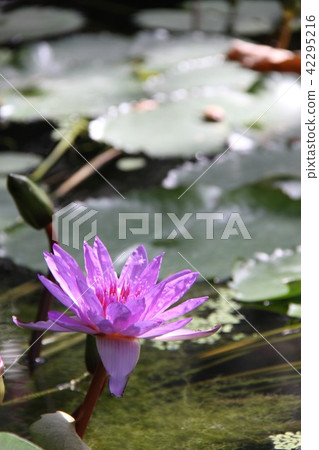 睡蓮 42295216