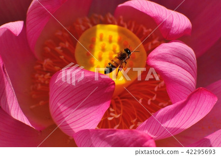 Lotus and bees 42295693