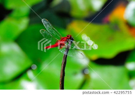 樂透和紅蜻蜓 42295755