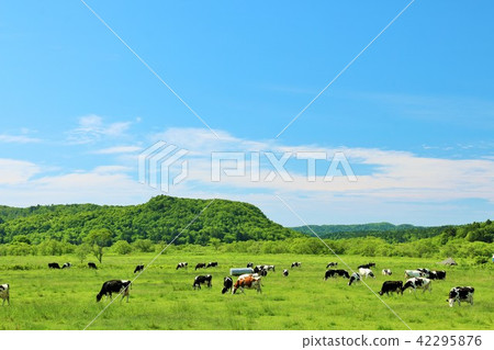 Hokkaido blue sky and earth and cattle 42295876