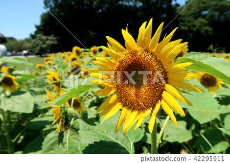 Sun Flower Sun Flower 42295911