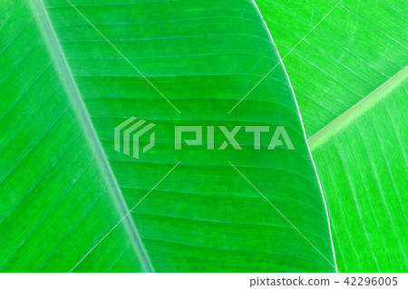 pattern of banana leaf for background pattern of banana leaf for background 42296005